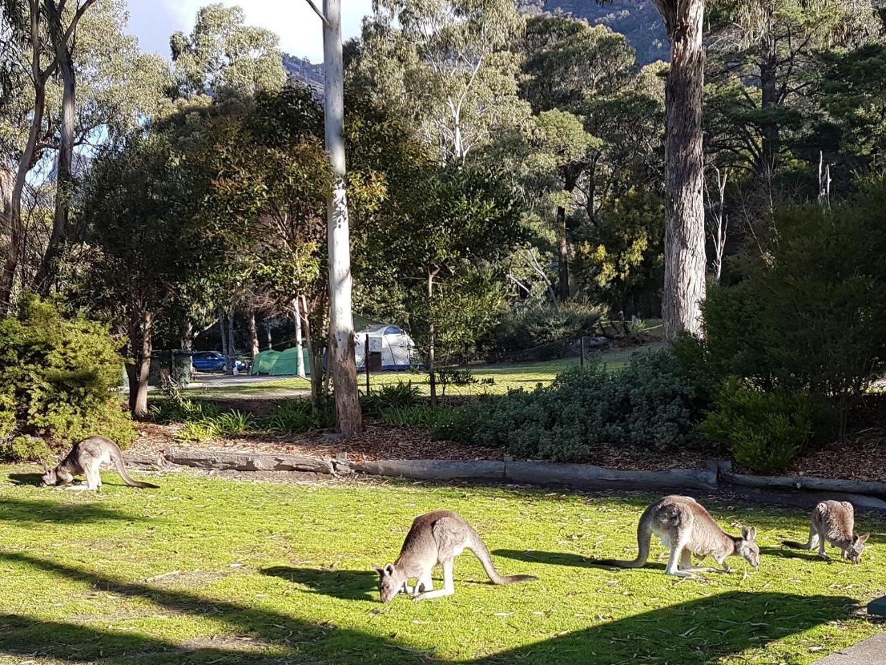Breeze Holiday Parks - Halls Gap Exterior foto
